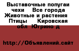 Выставочные попугаи чехи  - Все города Животные и растения » Птицы   . Кировская обл.,Югрино д.